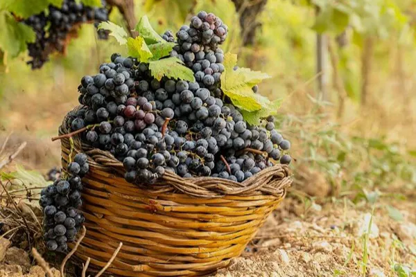 Grappoli di uva Cannonau pronti per la vendemmia
